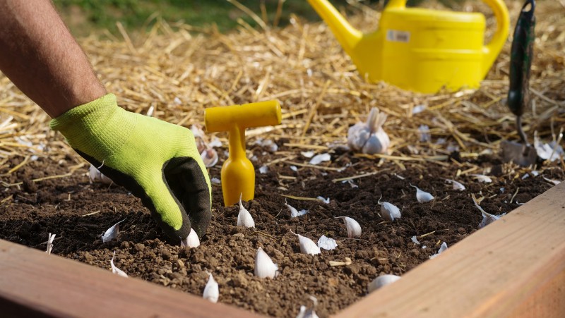 person wearing gloves planting garlic cloves in a garden bed with the help of a bulb planter