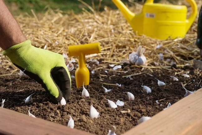 person wearing gloves planting garlic cloves in a garden bed with the help of a bulb planter