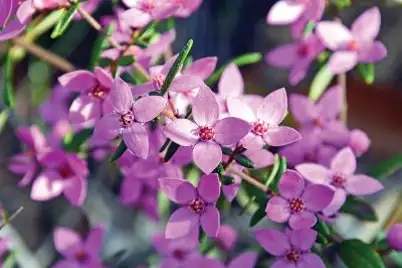 Boronia