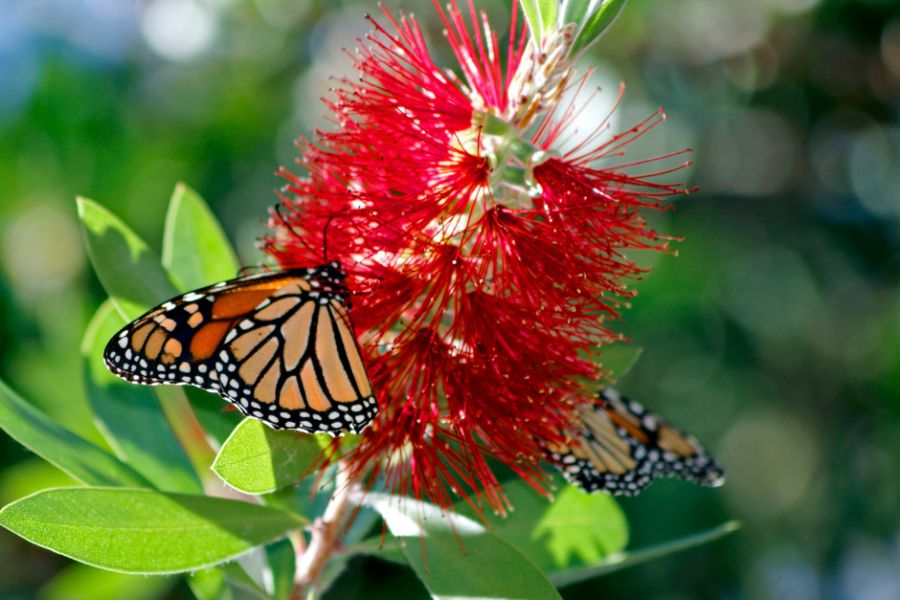 Butterfly drinking nectar from a red Callistemon flower