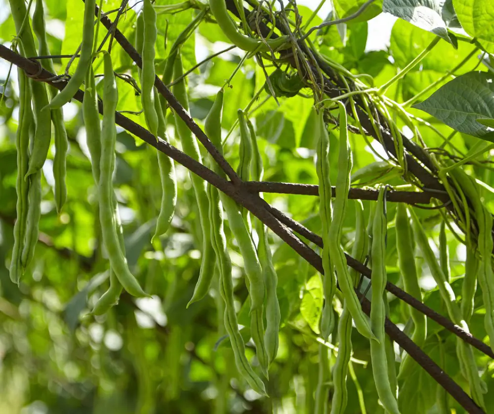 Beans Climbing Stringless Blue Lake | Garden Seeds Yates Australia