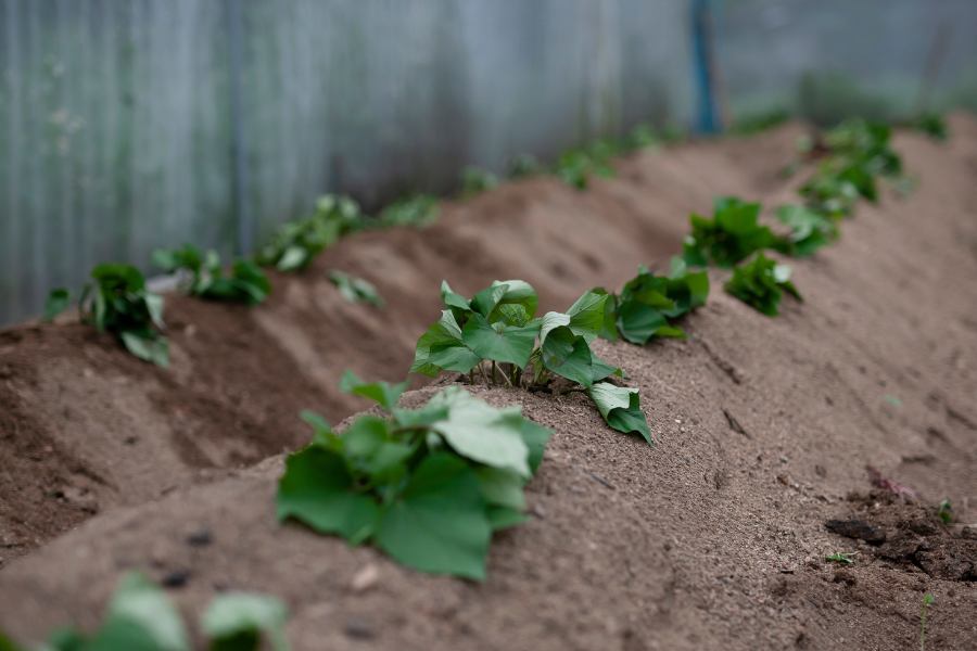 Sweet Potato cuttings planted into the soil
