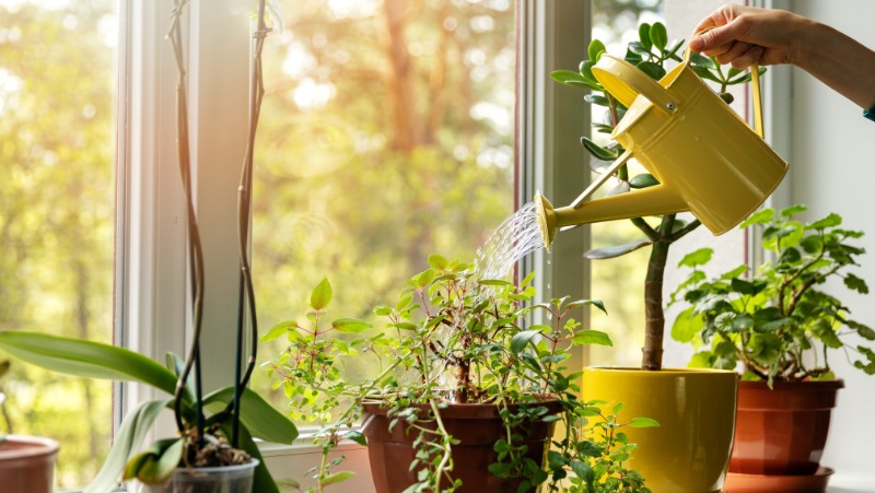 window sill with various indoor plants and a person watering plant using a yellow watering can