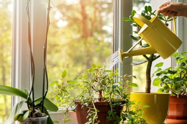 window sill with various indoor plants and a person watering plant using a yellow watering can