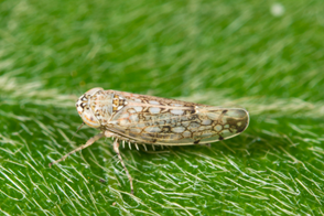 Leafhopper Control in Your Garden