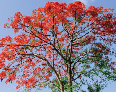 Illawarra Flame Tree