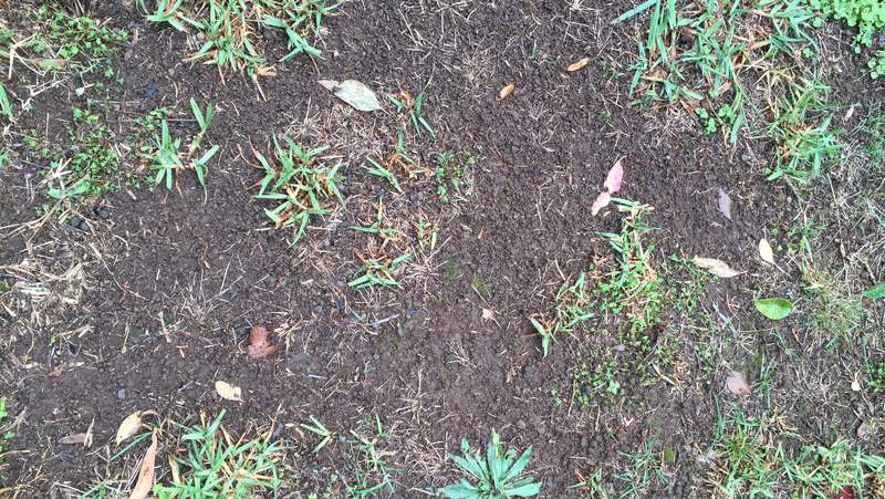 Lawn Bare Patches Image