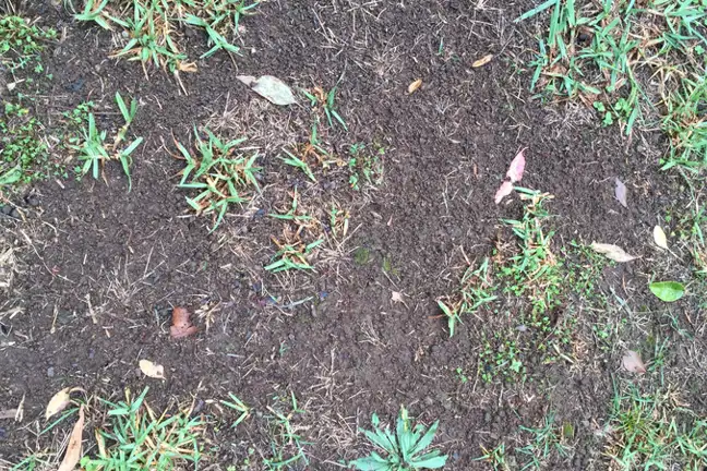 Lawn Bare Patches Image