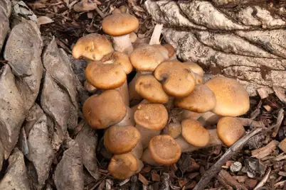 Root and Collar Rot