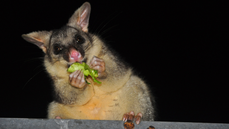 brushtail possum chewing on a leaf at night