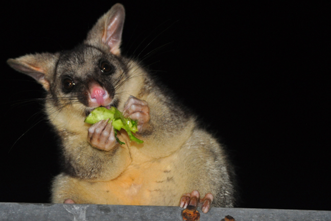 brushtail possum chewing on a leaf at night