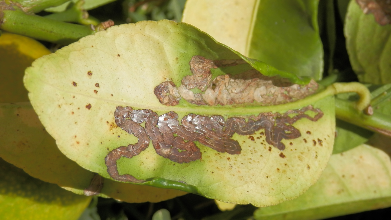 Citrus Leaf Miner ED 800X451px (1)