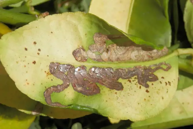 Citrus Leaf Miner ED 800X451px (1)
