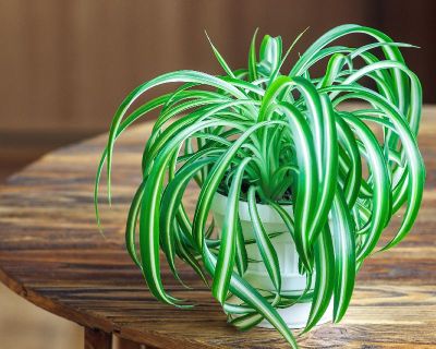 Spider Plant