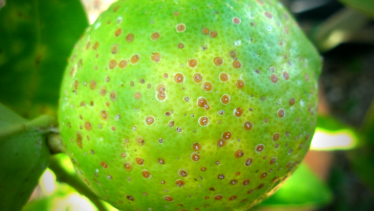 How to Get Rid of Scale Insects in Your Garden | Yates Australia