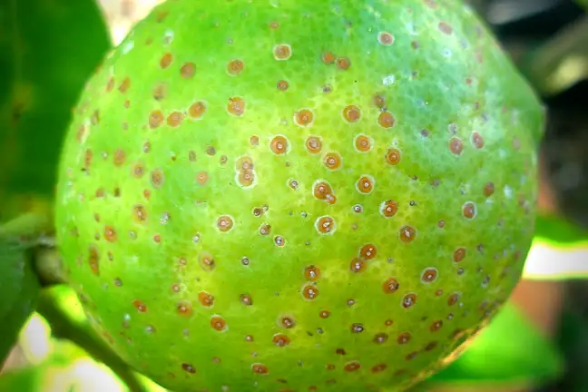How to Get Rid of Scale Insects in Your Garden | Yates Australia