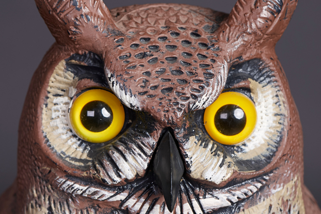 close-up of a plastic owl used as a decoy
