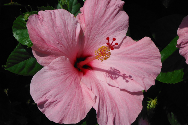 Pink Hibiscus