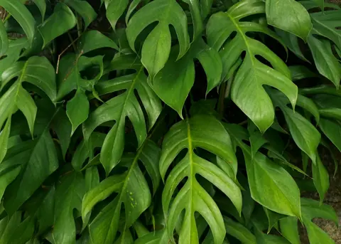 How to Grow Dragon Tail Plant