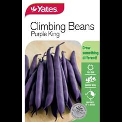 Beans Climbing Purple King