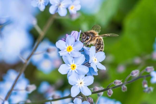 Bee collecting pollen from forget-me-not flower