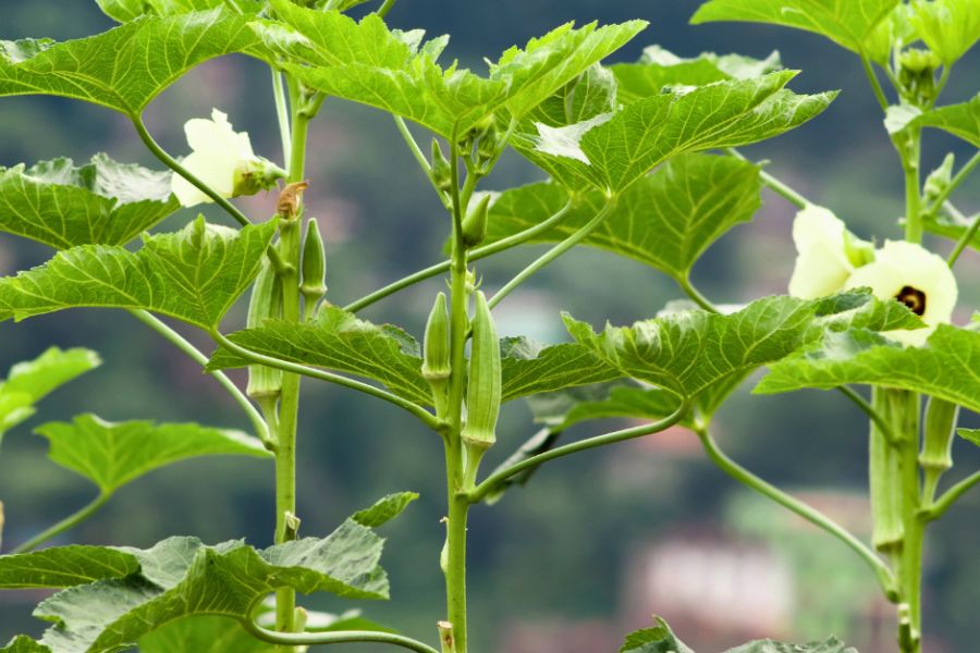 Flower and fruits on an Okra plant