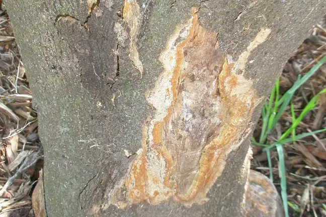 Phytophthora citrophthora