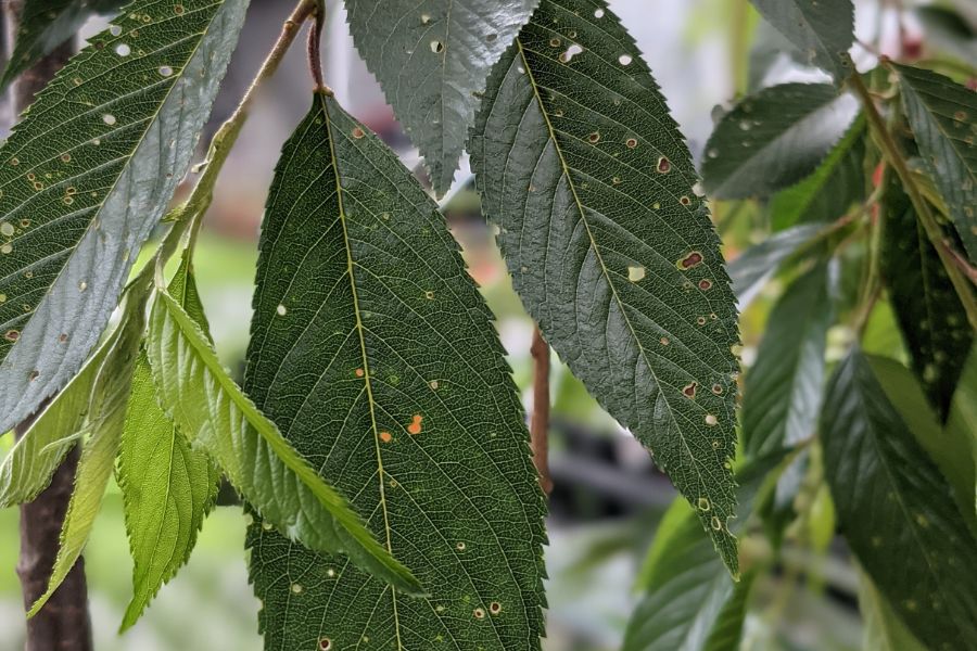 Lots of small holes in a stone fruit tree leaf, caused by the fungal disease, Shot Hole