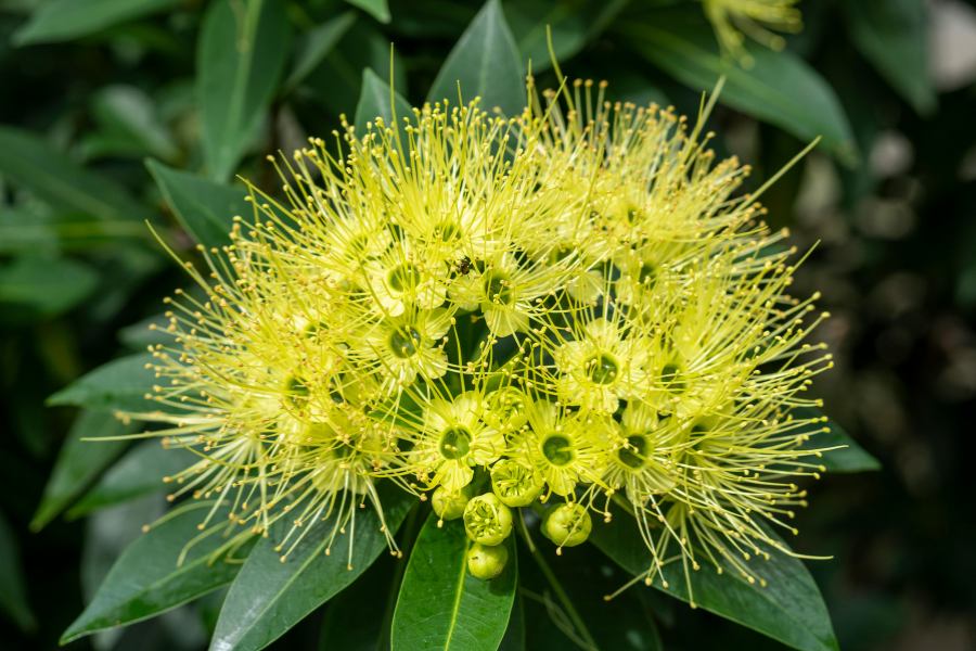 Golden Penda Xanthostemon Flower Close Up