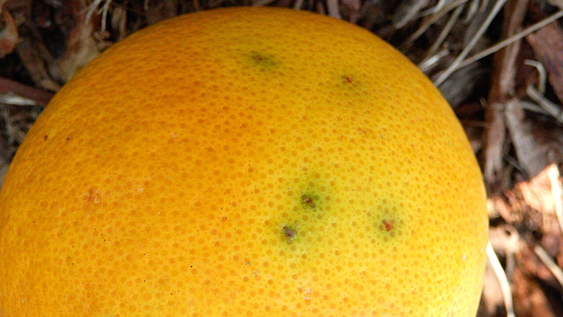 Fruit Fly Marks Orange 800 451 Px Elise Dando