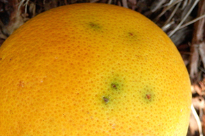 orange fruit with small round spots made by the stinging of a female fruit fly laying eggs inside
