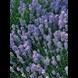 28034_lavender-munstead-dwarf_1_result.jpg