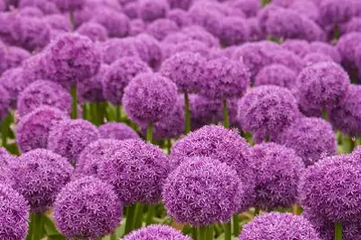 Alliums