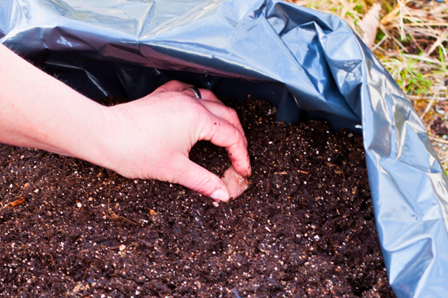 person planting a potato in a grow bag
