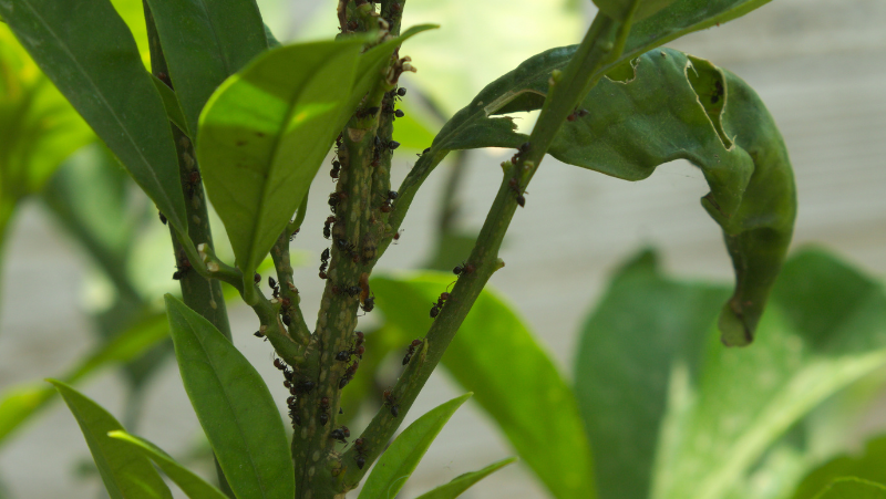 ants covering the stem of a citrus tree farming scales