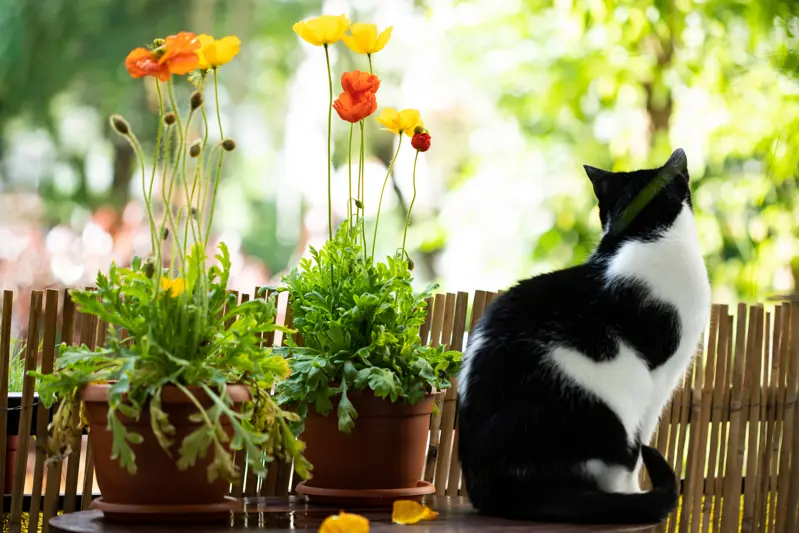 Shutterstock 1420140332 Poppies Pot With Cat