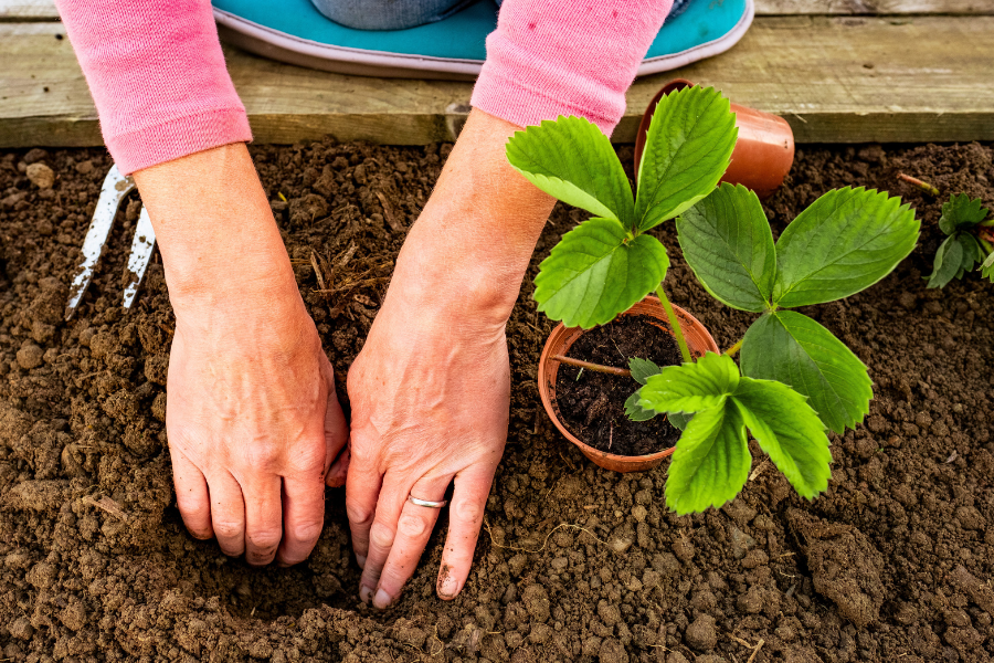 planting Strawberries from potted plant into a garden bed