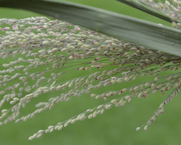 Weeds Guinea Grass