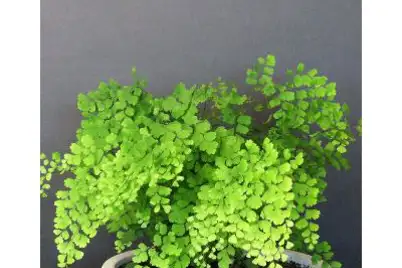 Maidenhair Fern