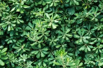 Pittosporum