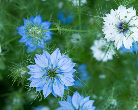 How to Grow Nigella