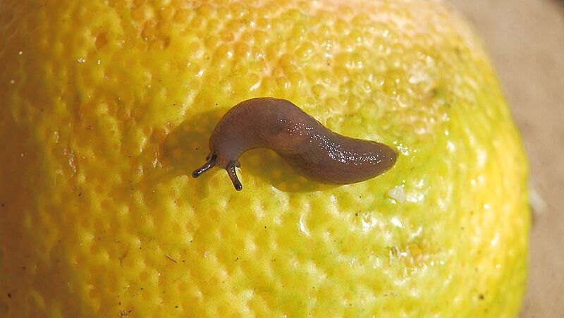 Slug 800451Px LS ED