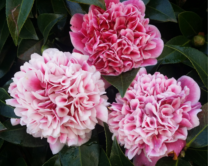 Camellia Volunteer Thumbnail