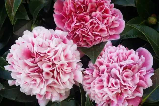 Camellia Volunteer Thumbnail