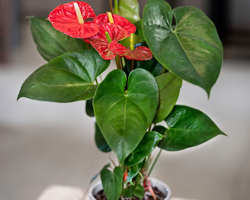 Anthurium Potted Plant Thumbnail