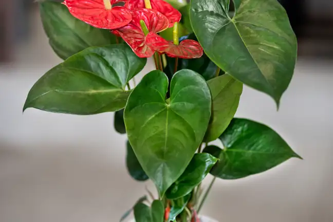 Anthurium Potted Plant Thumbnail