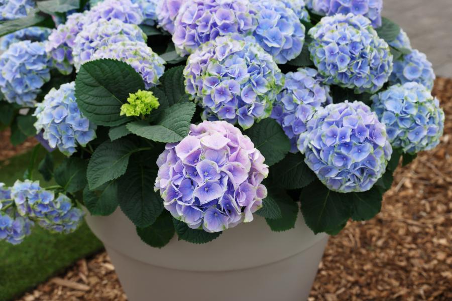Feeding hydrangeas deals