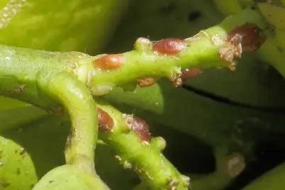 Scale insects