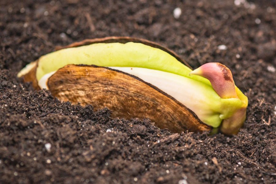 Mango seed germinating
