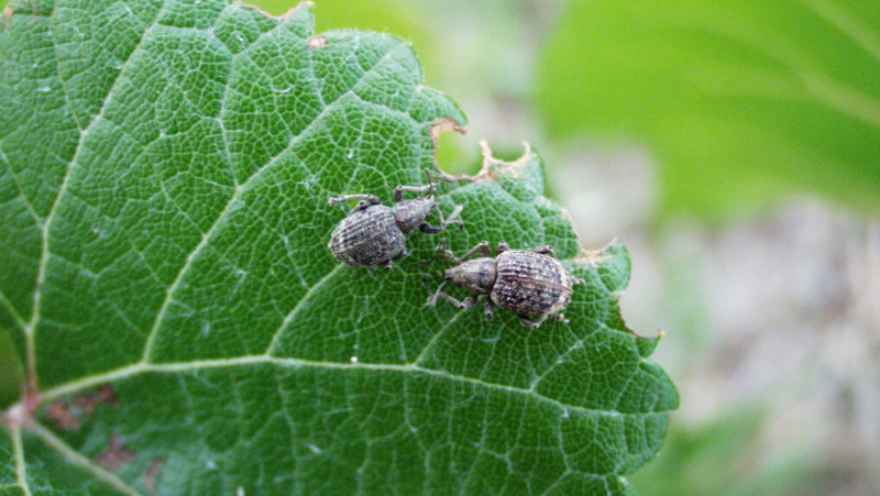 Garden Weevil